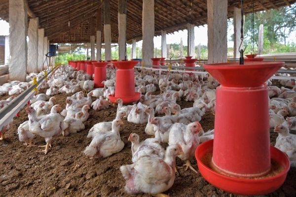 รัสเซียพบผู้ติดเชื้อ H5N8 ไข้หวัดนกสายพันธุ์ใหม่