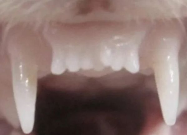 ญี่ปุ่นพัฒนายาปลูกฟันชนิดแรกของโลก ฟันหลุดงอกใหม่ได้ เตรียมทดลองยาในมนุษย์เดือนกันยายนนี้