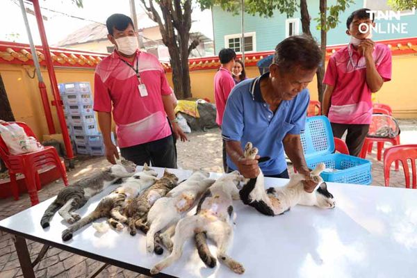 เพื่อสัตว์เลี้ยงที่คุณรัก กทม. ทำหมัน-ฉีดวัคซีน หมาแมวฟรี