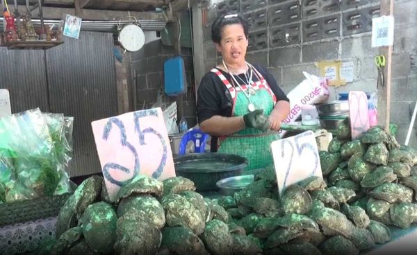 หอยเวียดนามตีตลาดหอยนางรมสุราษฎร์ธานี 