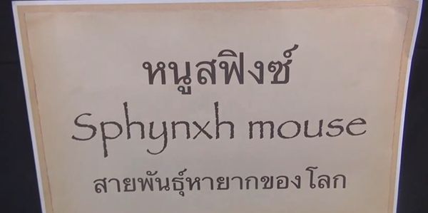 สายพันธุ์ใหม่ของโลก? ยลโฉม หนูสฟิงซ์ ราคาหลักหมื่น คนสนใจเลี้ยงเพียบ