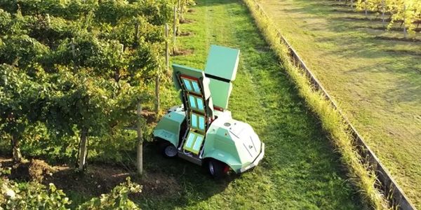 อิตาลีสร้างหุ่นยนต์ไล่ราในไร่องุ่น ฉาย UV ว่องไวทันใจเกษตรกร