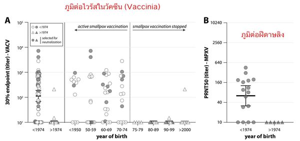 ภูมิคุ้มกันจากการ ปลูกฝี ในอดีต ยังป้องกันไวรัส ฝีดาษลิง ได้อยู่หรือไม่?