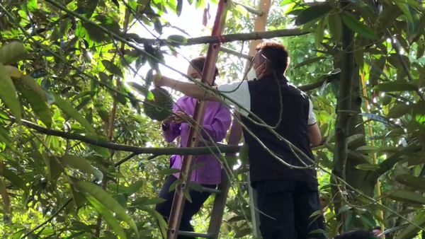 นักธุรกิจใจบุญ บุกสวนทุเรียนนนท์ เหมาทั้งสวนกว่า 300 ลูกเป็นเงินกว่า 1 ล้าน 