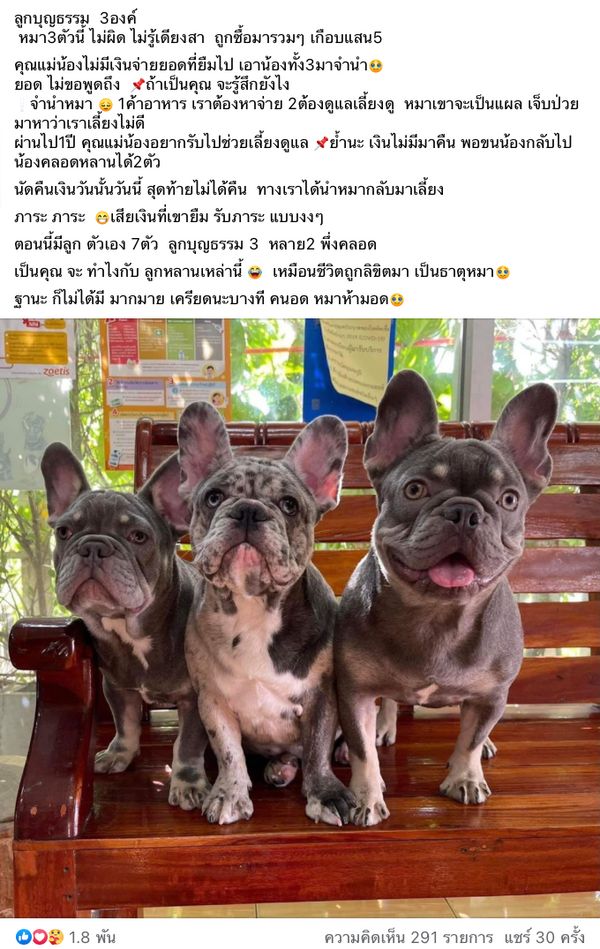 แบบนี้ก็มีด้วย!ลูกหนี้ไม่คืนเงินส่ง “หมาเฟรนช์บูลด็อก” จำนำขัดดอก