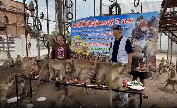 อุทยานฯ จับลิงที่หลุดออกมาจากสวนลิงลพบุรีได้แล้ว 176 ตัว