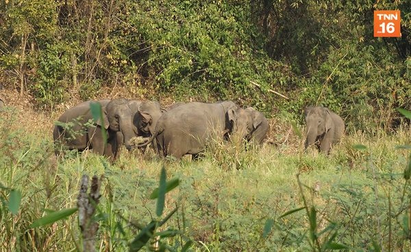 Exclusive Content :Elephant Care Tourismอนาคตท่องเที่ยวช้างไทย