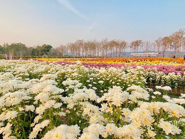 ‘ที่เที่ยววันตรุษจีน’ วังน้ำเขียวจัดงาน ‘เบญจมาศบาน’ สวยที่สุดใน 20 ปี 