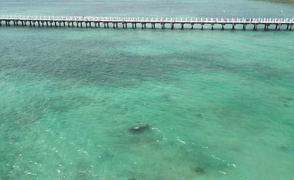 สำเร็จ ! พะยูนหลังขาว หาดราไวย์ ยอมกินผักอาหารเสริมทดแทนหญ้าทะเลแล้ว