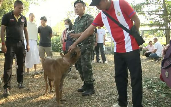 โคราชคึกคักประมูล ‘สุนัขทหารสอบตก’ นำไปเป็นสัตว์เลี้ยง ราคาสูงสุดเกือบแสน