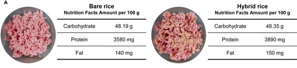 ลองชิมหน่อยมั้ย ? ข้าวจากเซลล์เนื้อวัว อาหารอวกาศโปรตีนสูง
