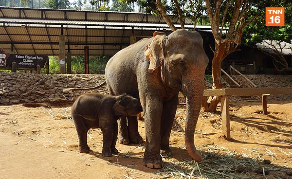 Exclusive Content :Elephant Care Tourismอนาคตท่องเที่ยวช้างไทย