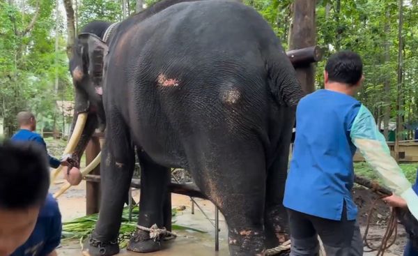 อัปเดตล่าสุดอาการ “พลายศักดิ์สุรินทร์” ตรวจพบขาซ้ายผิดปกติ 