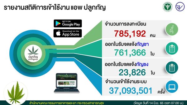 ลงทะเบียนปลูกกัญชา ล่าสุดปชช.จดแจ้งแล้ว 7.8 แสนคน