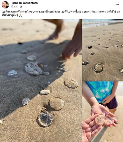 สาวโพสต์เจอ 'ก้อนใสปริศนา' บนชายหาด ชาวเน็ตพากันสงสัยนี่ตัวอะไร - ใช่แมงกะพรุนหรือไม่? 