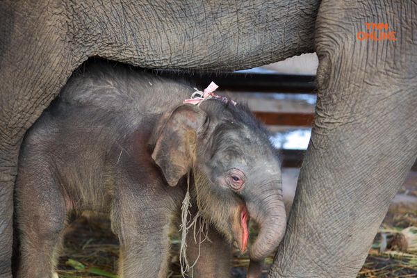 “วันช้างไทย” แลเพนียด ทำบุญ-เลี้ยงอาหารช้าง เพื่อเป็นสิริมงคล