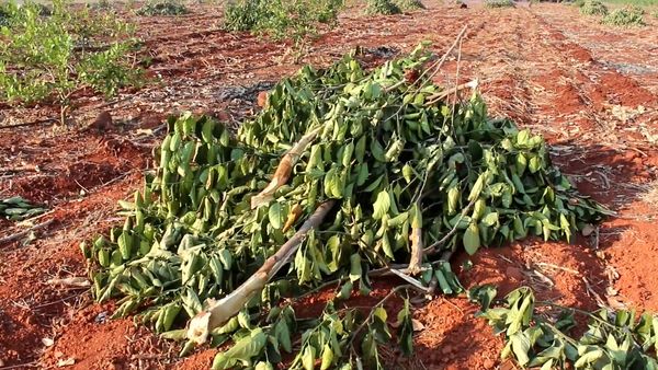 โขลงช้างป่าทับลาน พังสวนขนุนชาวบ้านกว่า 300 ต้น 3 วัน เงิน 3 แสนหายวับ