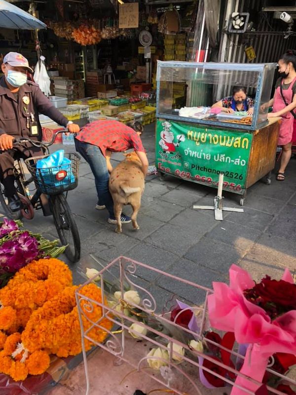 วาเลนไทน์นี้พี่ฮอต! โซเชียลแห่แชร์ภาพหมาอ้วนถูกติด 'หัวใจ' บอกรักเต็มตัว