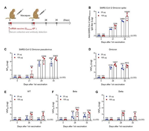 ดร.อนันต์เผยจีนพัฒนาวัคซีน mRNA ใช้ต่อสู้โอมิครอนโดยเฉพาะ