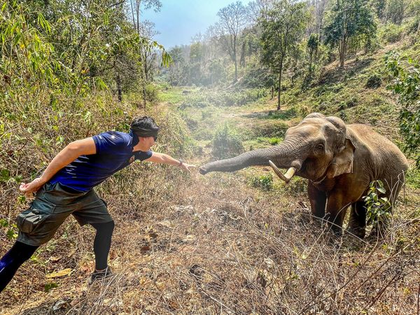 ‘หมอล็อต’ เผยเรื่องราวประทับใจรักษา 'ช้างป่า' ผ่านไป 12 ปียังจำกันได้