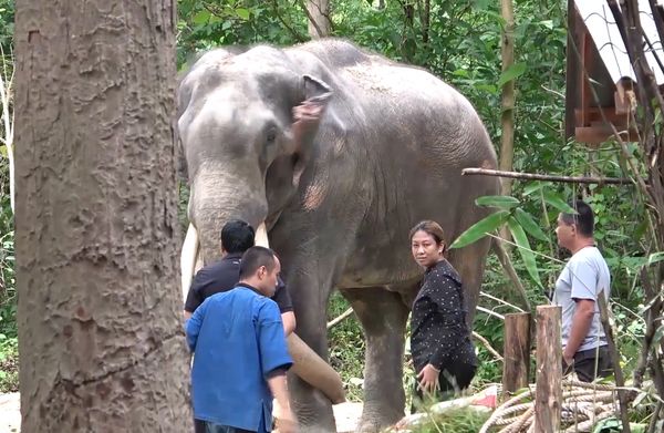 อัปเดตล่าสุด  “พลายศักดิ์สุรินทร์” สุภาพดีไม่มีโรคติดต่อ 