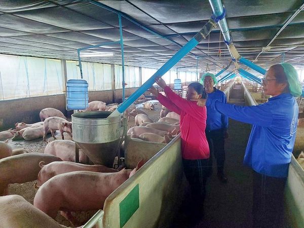 “บุญเกิดฟาร์ม” บทพิสูจน์คอนแทรคฟาร์มเลี้ยงหมูพลิกชีวิต ซีพีเอฟส่งเสริมเกษตรยั่งยืน