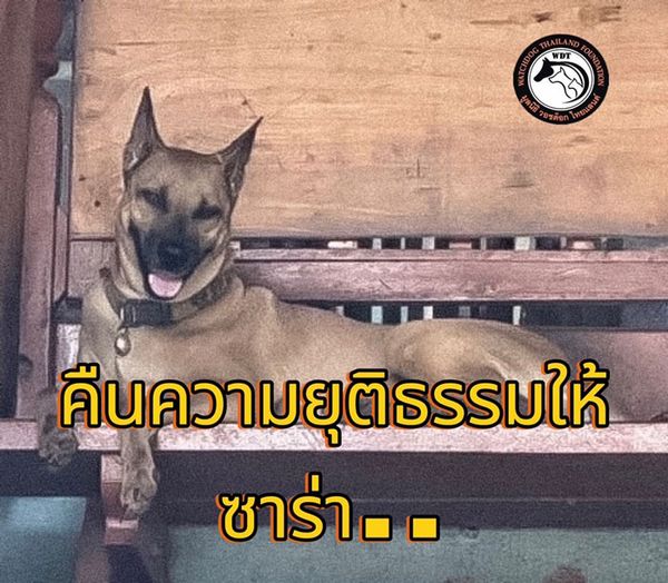 บทเรียนจาก 'ซาร่า' ตอกย้ำช่องโหว่ระบบจัดการสัตว์