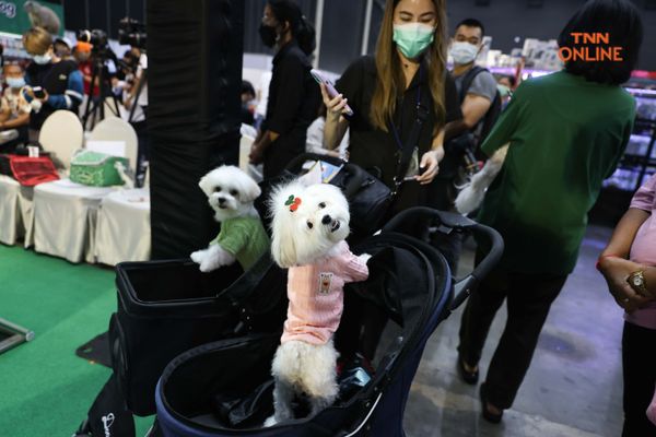 เริ่มแล้ว PET EXPO2022 ชวนชมความน่ารักจากเหล่าเพื่อนรักสี่ขา