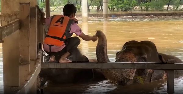 หลายหน่วยงานเข้าช่วยเหลือช้างที่ศูนย์บริบาลช้างไทยอำเภอแม่แตงถูกน้ำป่าพัดหาย 100 กว่าเชือก