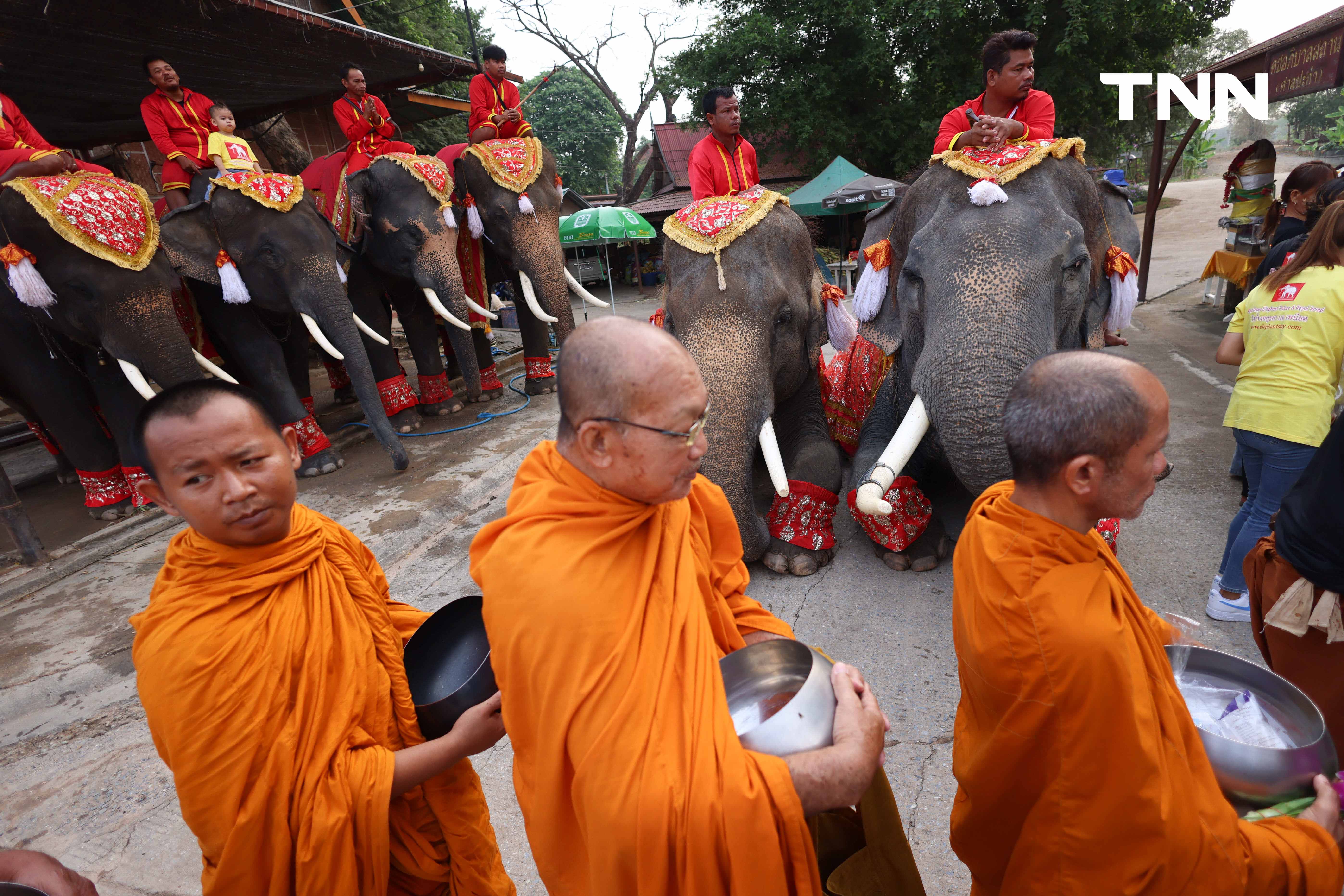 “วันช้างไทย” แลเพนียด ทำบุญ-เลี้ยงอาหารช้าง เพื่อเป็นสิริมงคล