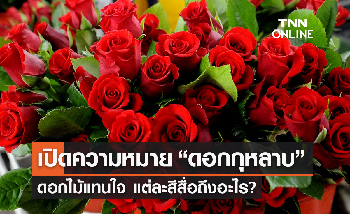 “ดอกกุหลาบ” วันวาเลนไทน์ ตัวแทนความรักที่มีความหมาย แต่ละสีสื่อถึงอะไร?  