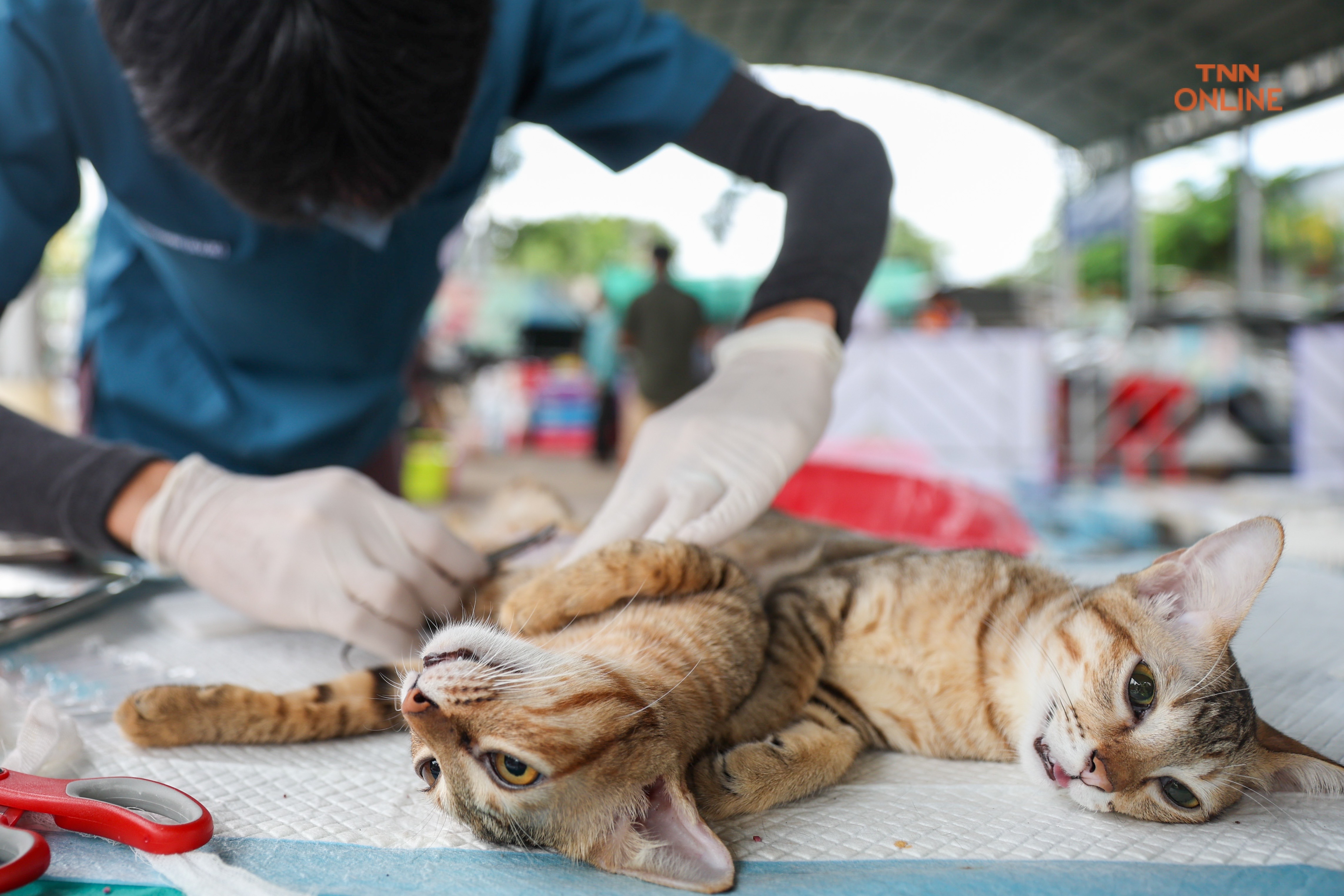 ทำหมันฟรีสุนัขและแมวควบคุมประชากรพร้อมจัดสวัสดิภาพสัตว์ 