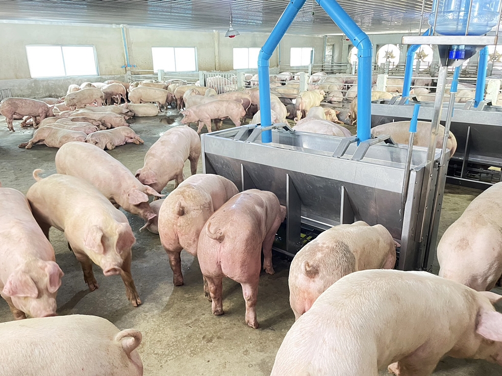 “เนตรบุญฟาร์ม” เกษตรกรยุคใหม่ ใช้ Smart Farm ยกระดับการเลี้ยงหมู