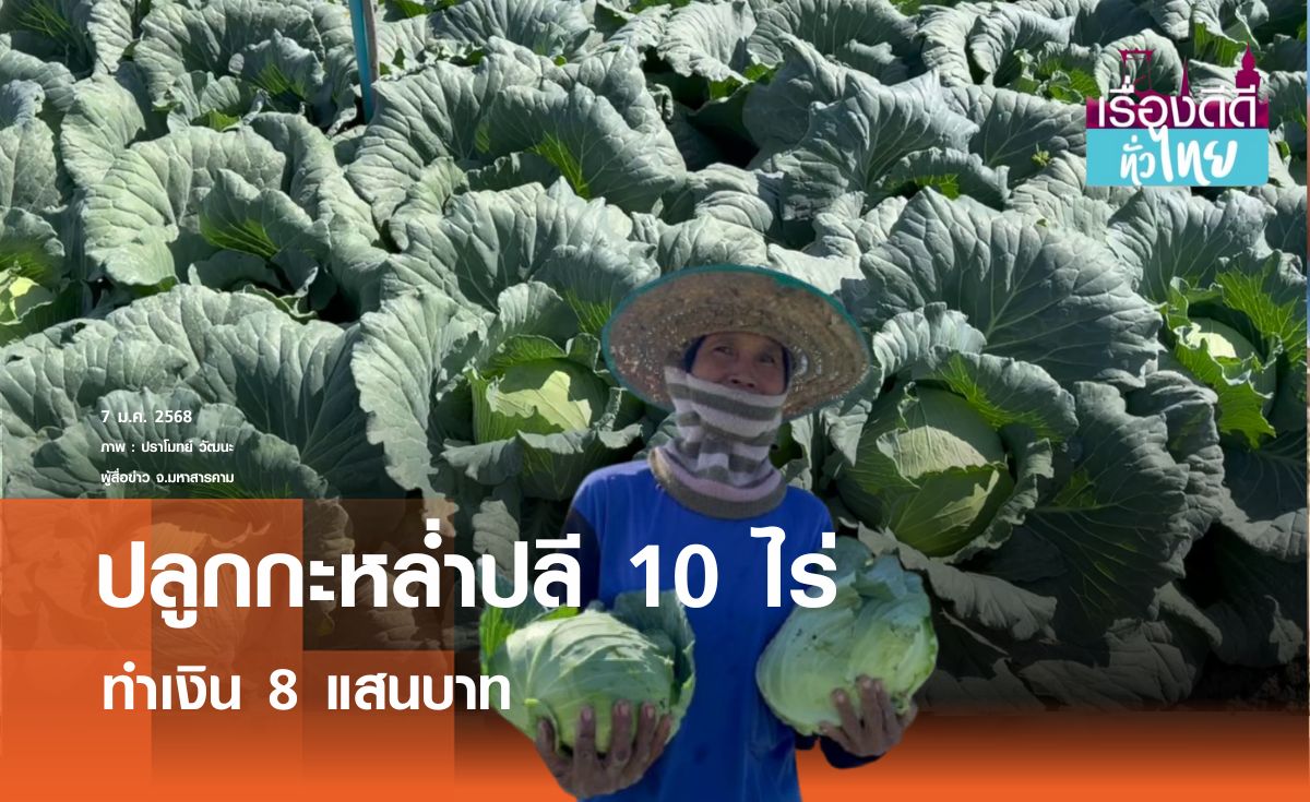 ปลูกกะหล่ำปลี 10ไร่ ทำเงิน 8 แสนบาท  I เรื่องดีดีทั่วไทย