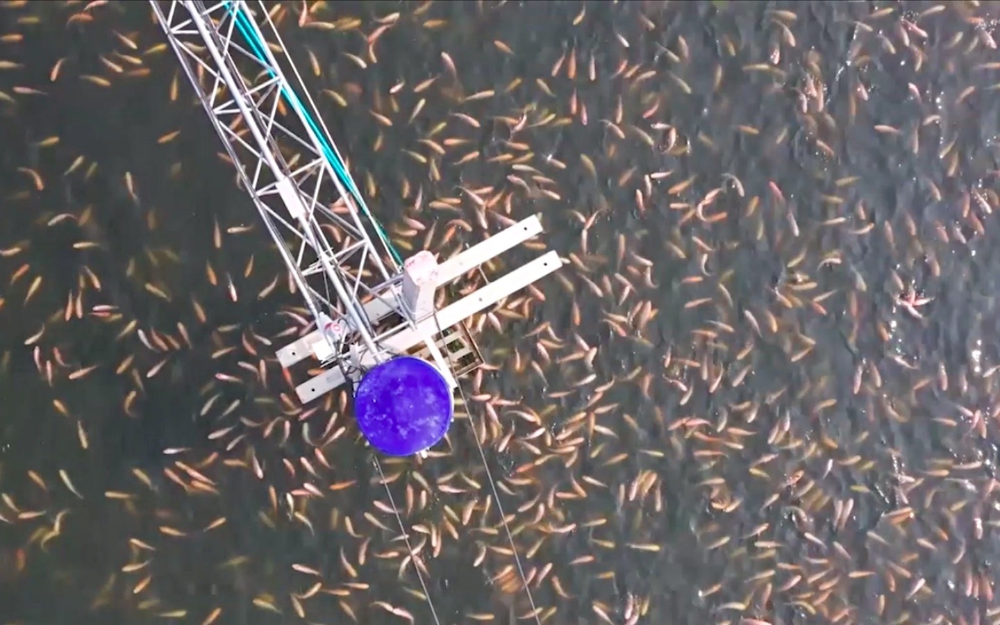ซีพีเอฟ ยกระดับการเลี้ยงปลารูปแบบ CARE Aquaculture Model ซีพีเอฟ ยกระดับการเลี้ยงปลารูปแบบ CARE Aquaculture Model