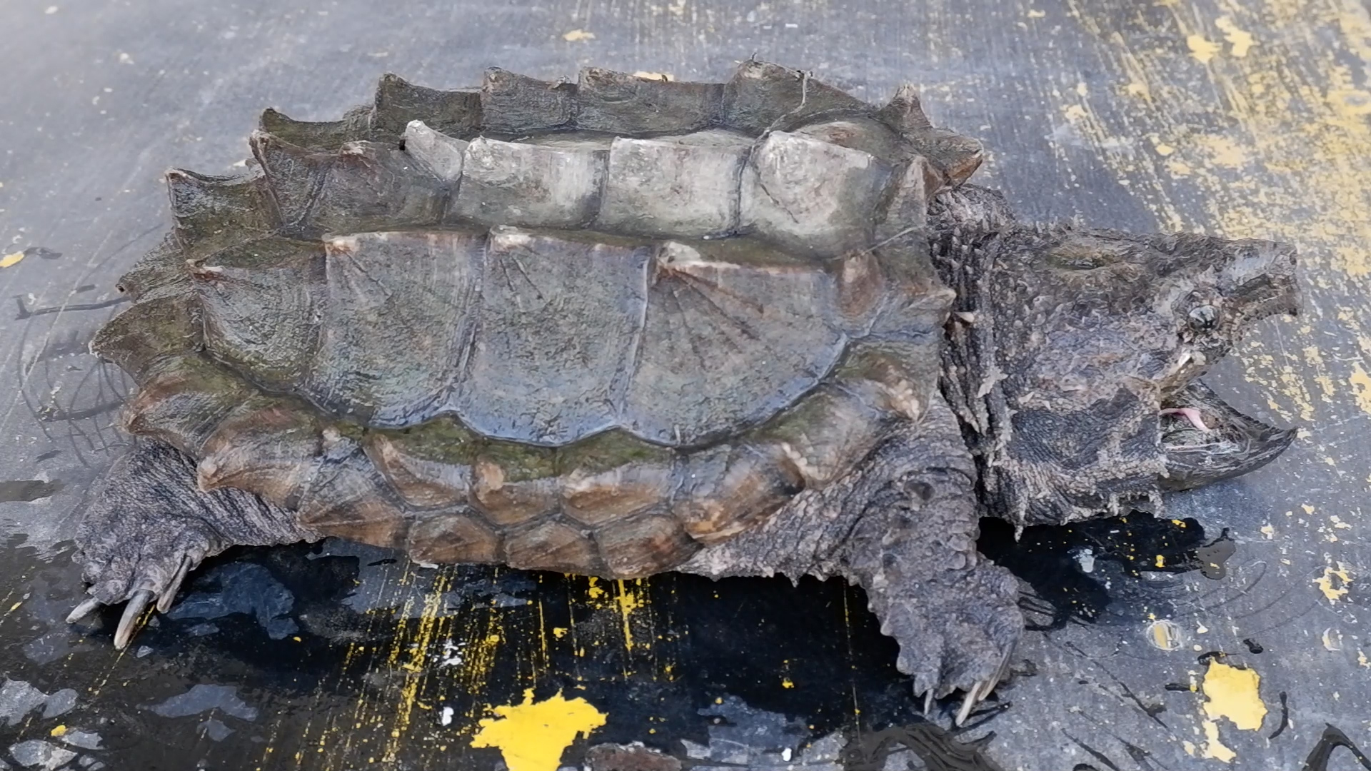 Alligator snapping turtle кто это