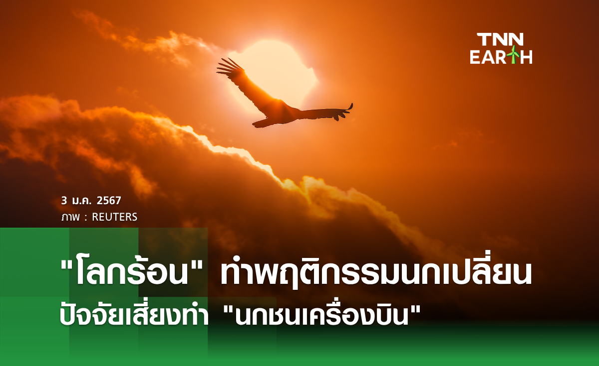 โลกร้อน ทำพฤติกรรมนกเปลี่ยน ปัจจัยเสี่ยงทำ นกชนเครื่องบิน