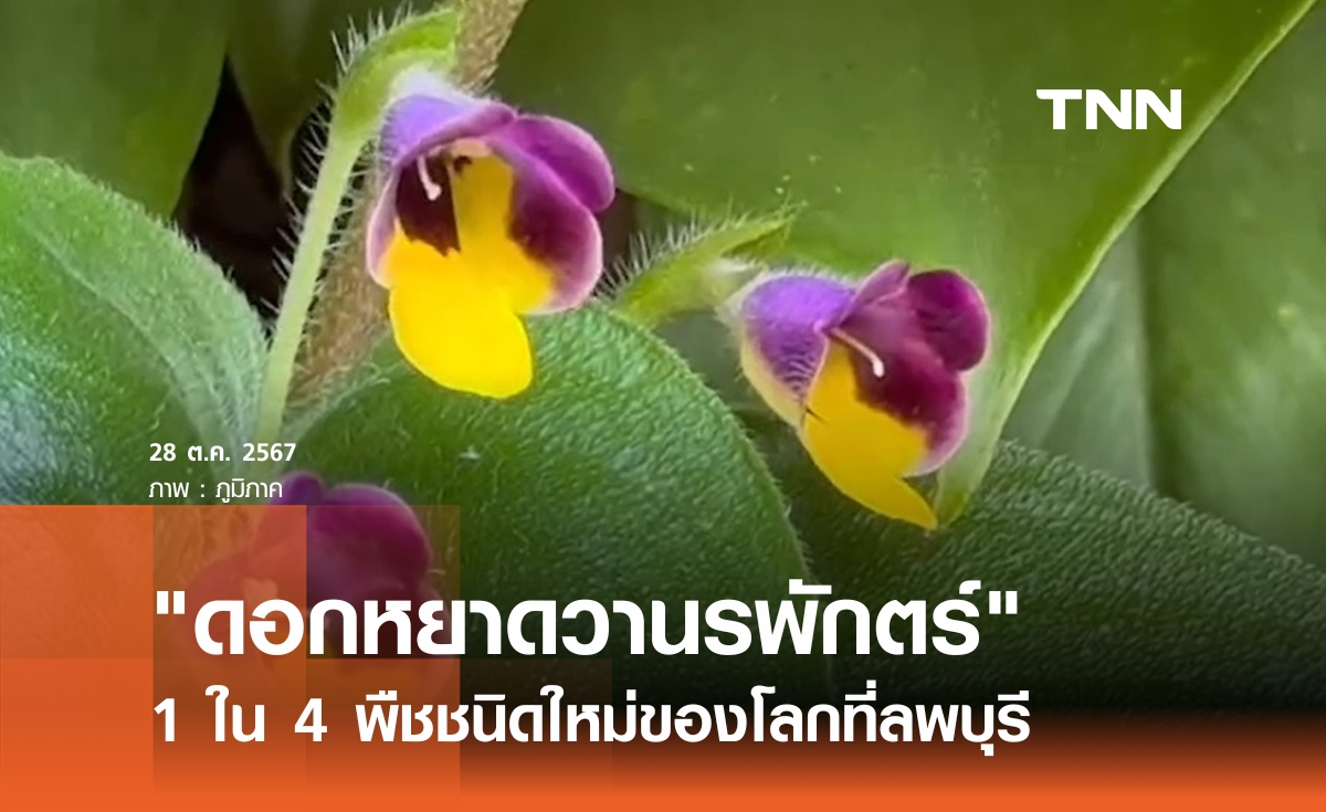 ดอกหยาดวานรพักตร์  พืชชนิดใหม่ของโลกที่ลพบุรี 