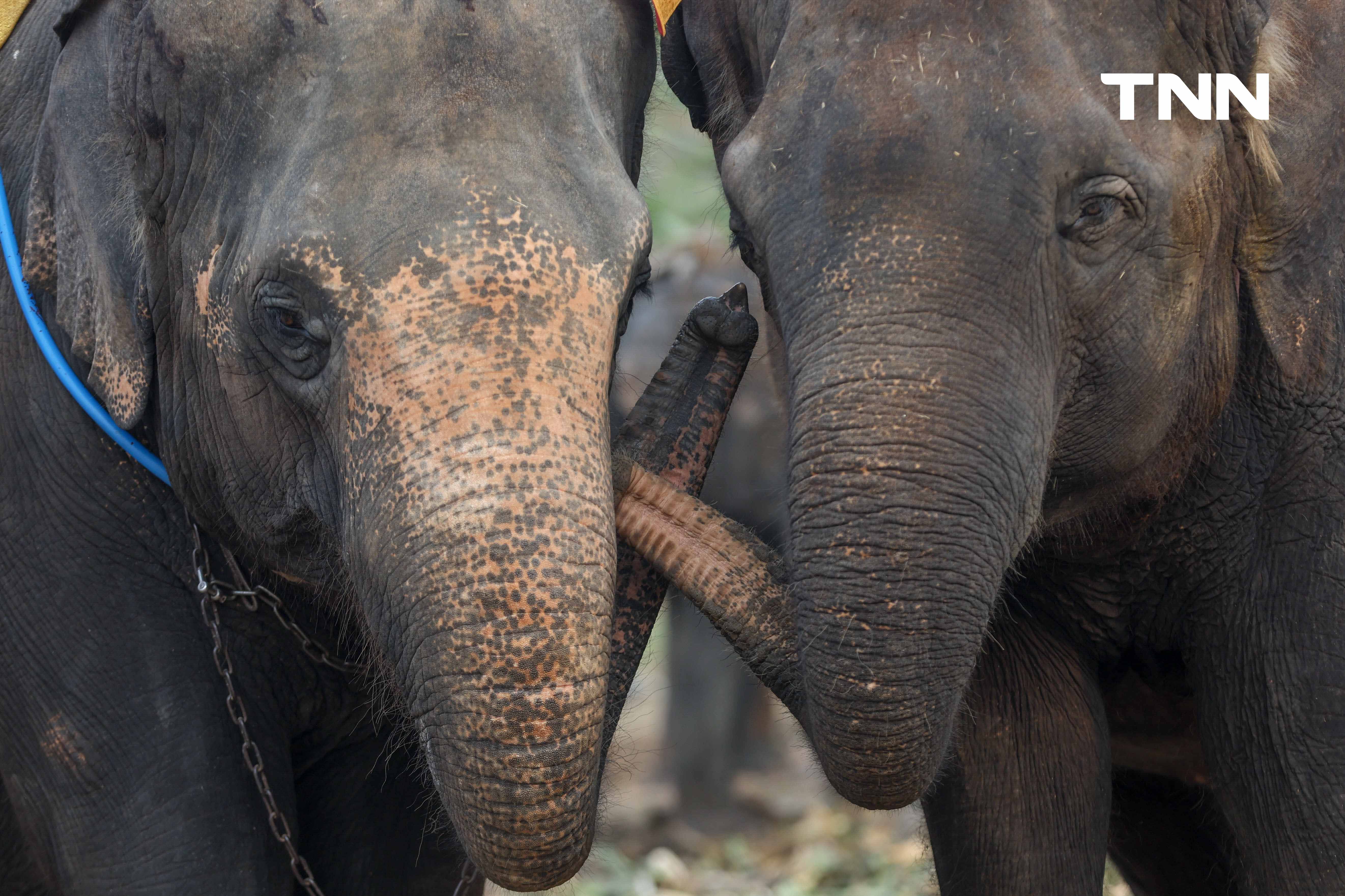 “วันช้างไทย” แลเพนียด ทำบุญ-เลี้ยงอาหารช้าง เพื่อเป็นสิริมงคล