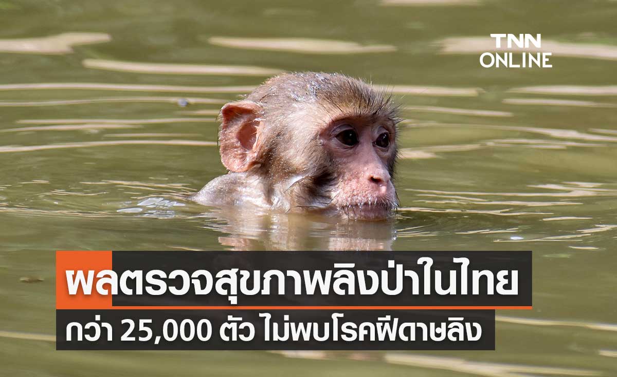 ผลตรวจตรวจสุขภาพลิงป่าในไทยกว่า 25,000 ตัว ไม่พบ "โรคฝีดาษลิง"