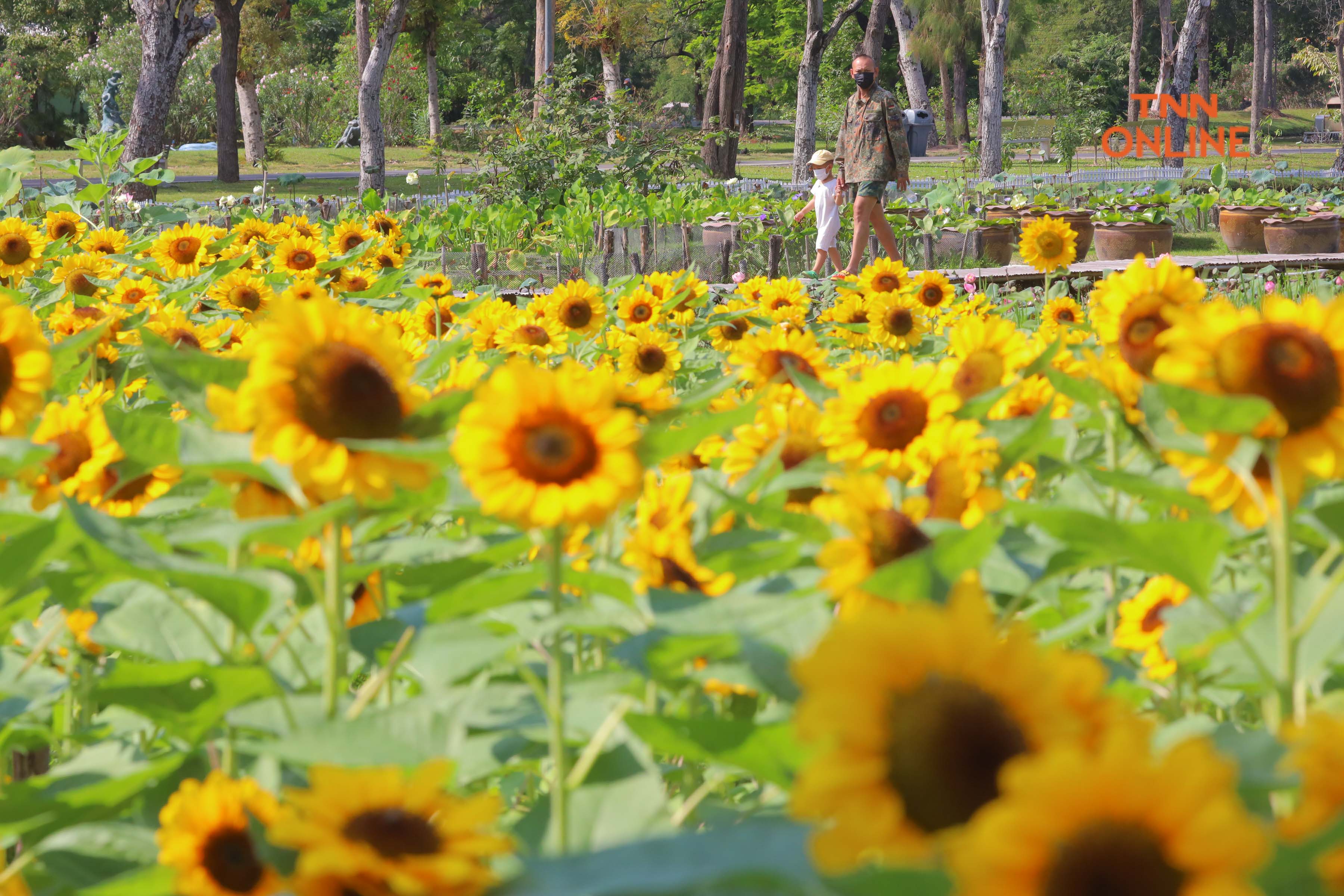 ประมวลภาพ บานสะพรั่ง ชวนชมทุ่งดอกทานตะวัน ที่สวนรถไฟ ตลอดเดือน ม.ค. นี้