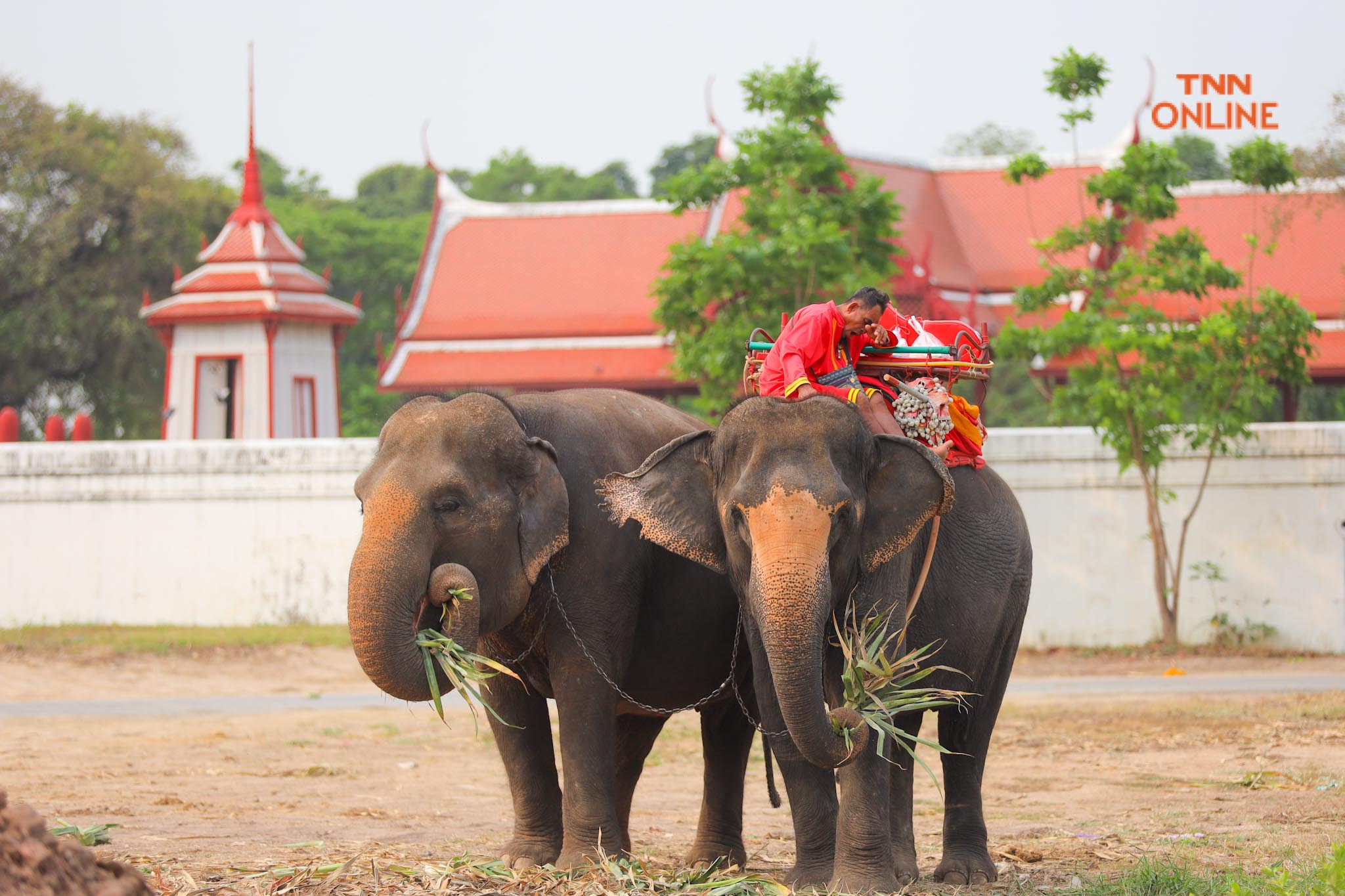 “วันช้างไทย” แลเพนียด ทำบุญ-เลี้ยงอาหารช้าง เพื่อเป็นสิริมงคล