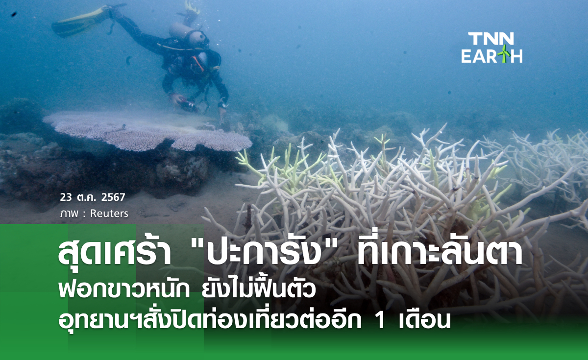 สุดเศร้า ปะการัง ที่เกาะลันตา ฟอกขาวหนัก ยังไม่ฟื้นตัว อุทยานฯสั่งปิดท่องเที่ยวต่ออีก 1 เดือน