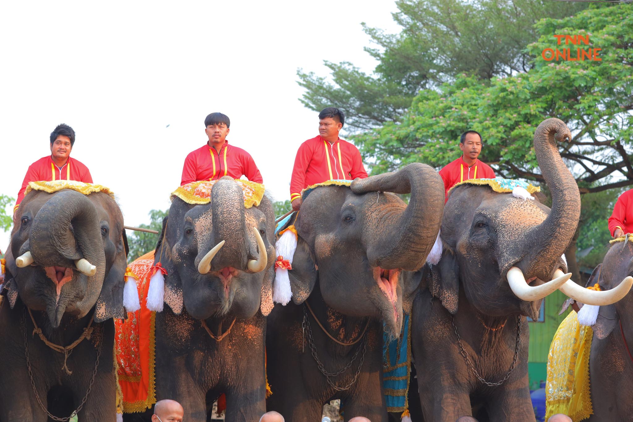 “วันช้างไทย” แลเพนียด ทำบุญ-เลี้ยงอาหารช้าง เพื่อเป็นสิริมงคล