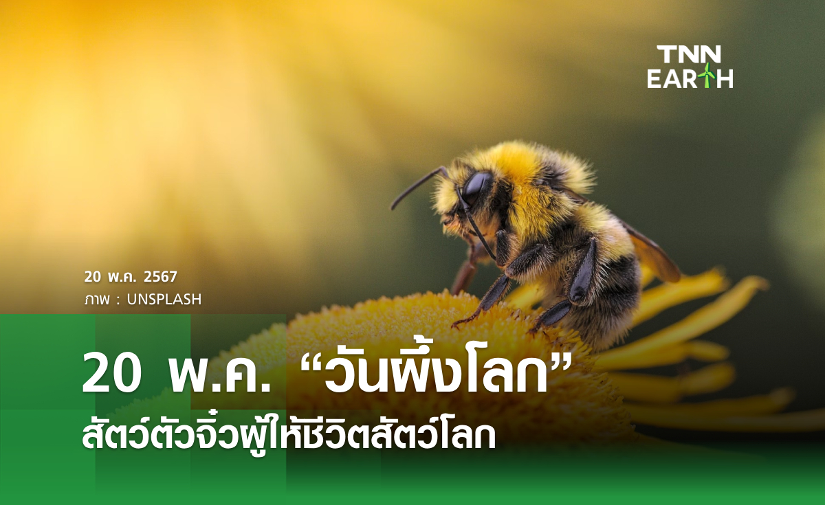 20 พ.ค. “วันผึ้งโลก”  สัตว์ตัวจิ๋วผู้ให้ชีวิตสัตว์โลก