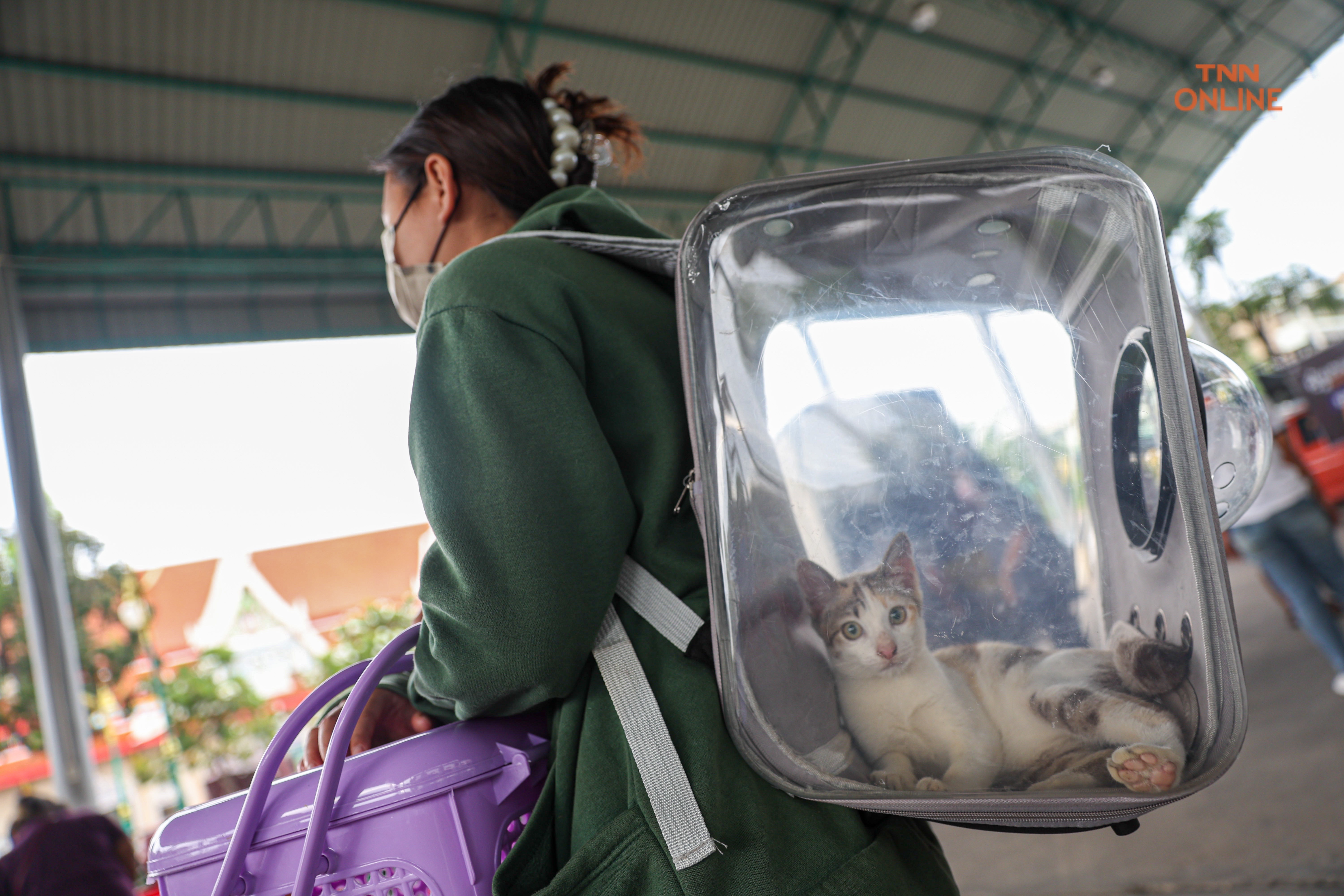 ทำหมันฟรีสุนัขและแมวควบคุมประชากรพร้อมจัดสวัสดิภาพสัตว์ 