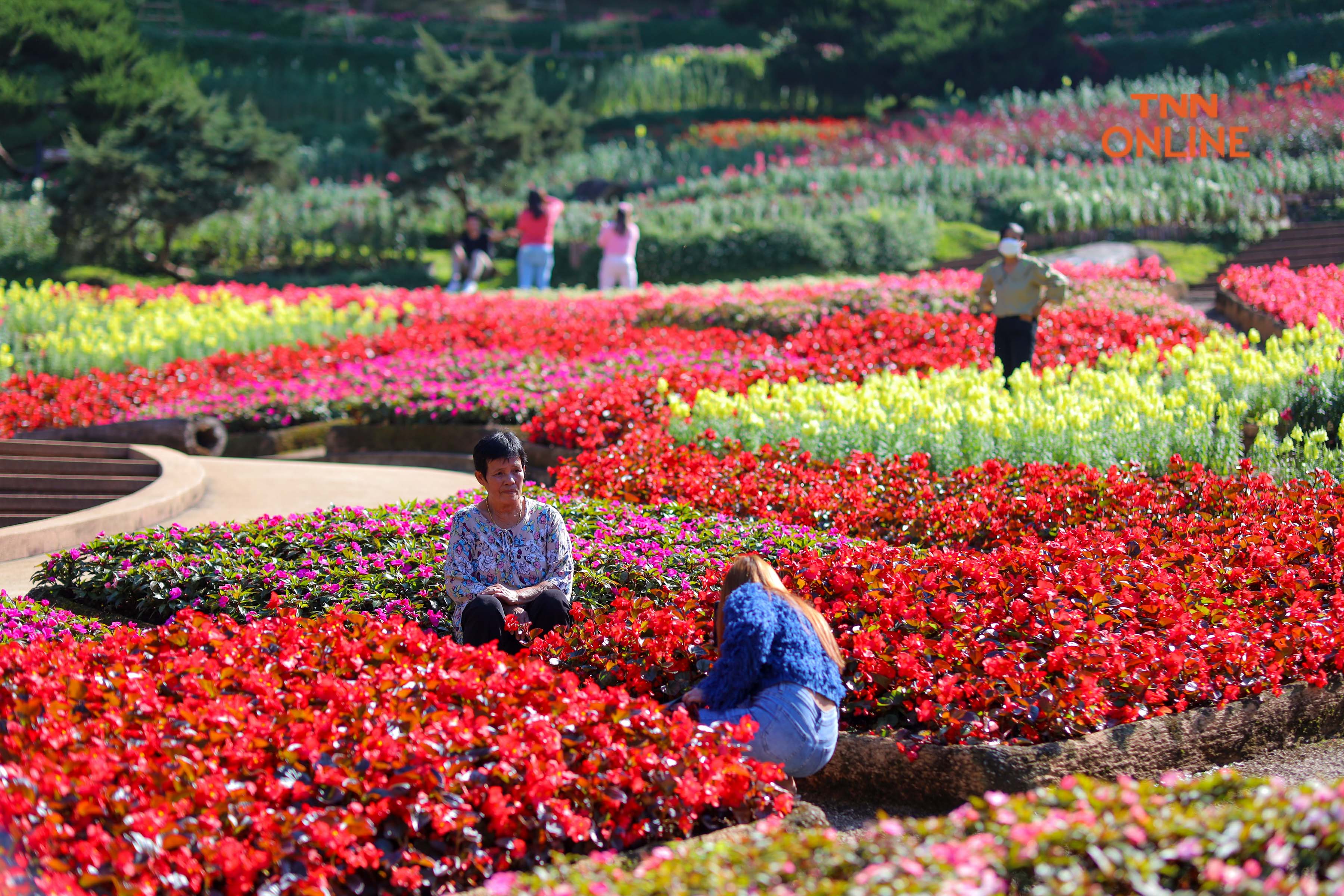 ประมวลภาพ สัมผัสลมหนาวในอ้อมกอดของขุนเขา เที่ยวงาน สีสันแห่งดอยตุง 