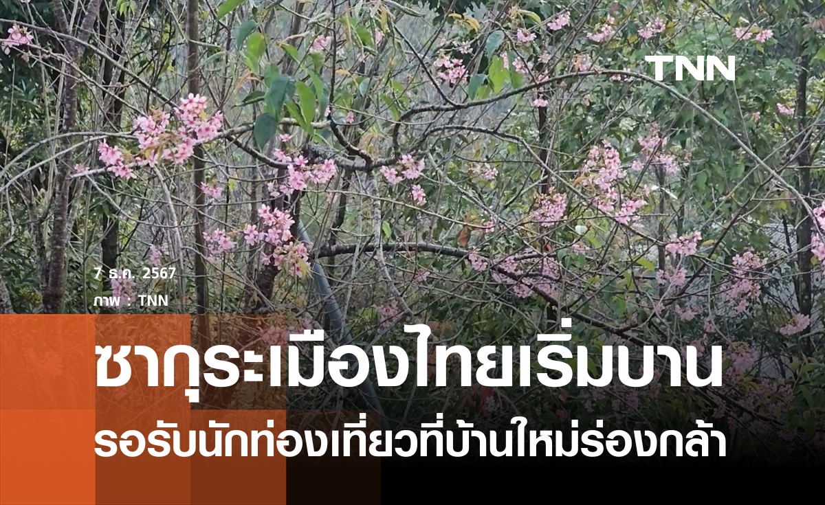 ซากุระเมืองไทยเริ่มบานที่บ้านใหม่ร่องกล้า