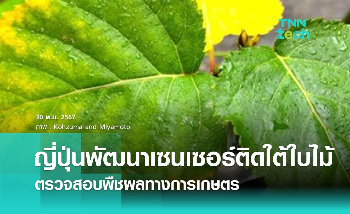 ญี่ปุ่นพัฒนาเซนเซอร์ติดใต้ใบไม้ ตรวจสอบพืชผลทางการเกษตร