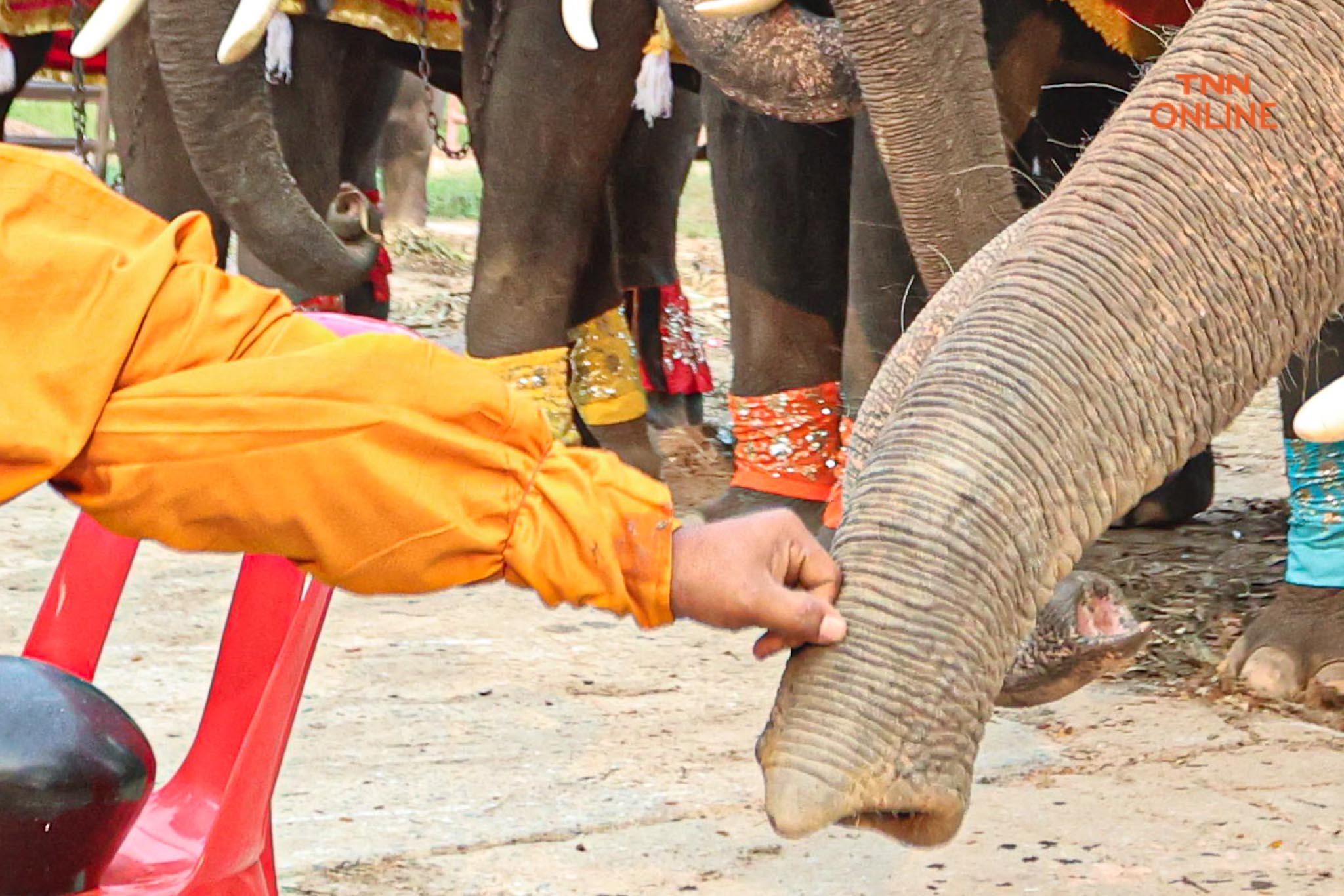 “วันช้างไทย” แลเพนียด ทำบุญ-เลี้ยงอาหารช้าง เพื่อเป็นสิริมงคล